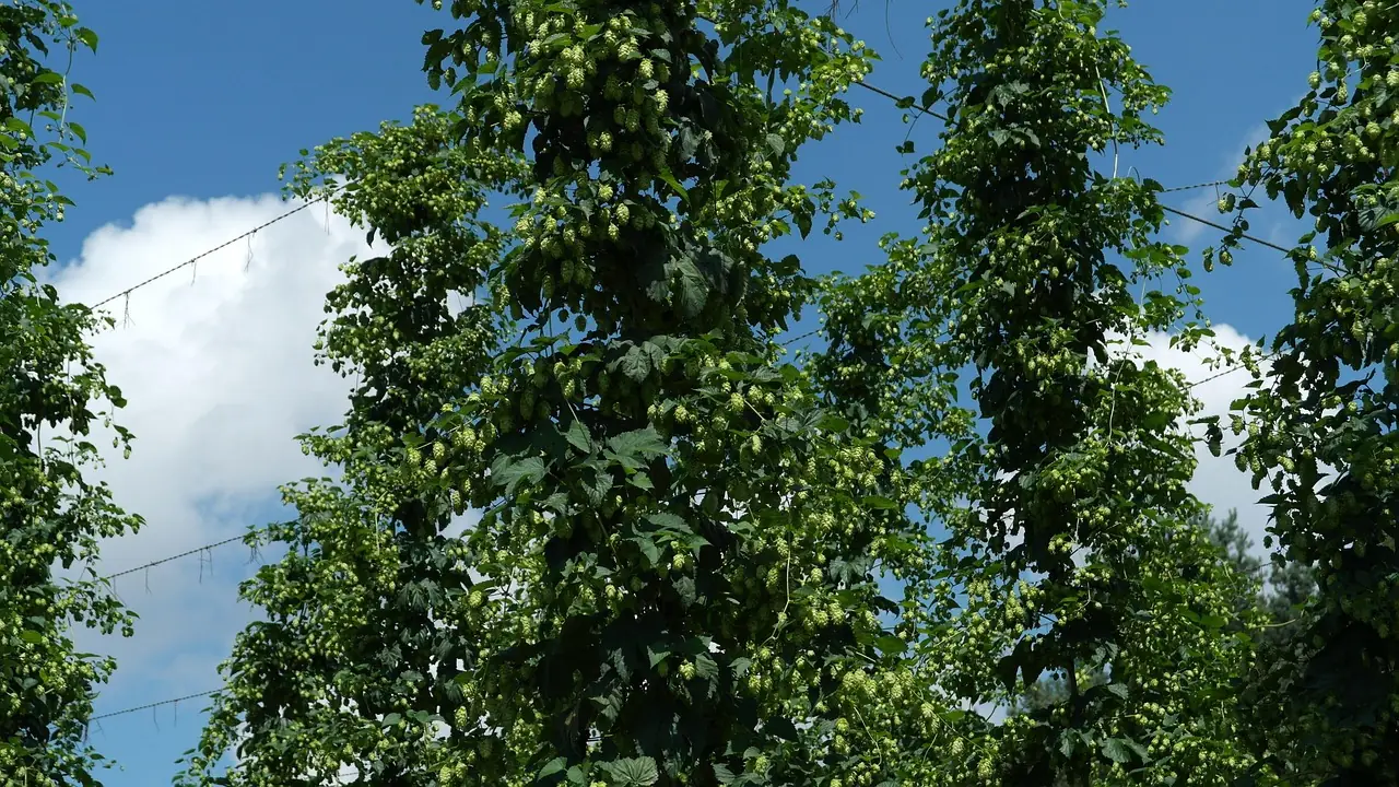 Hopfengarten mit reifen Hopfendolden vor blauem Himmel